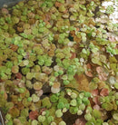 RED ROOT FLOATER  (Phyllanthus Fluitans) From 30 to 40 leaves