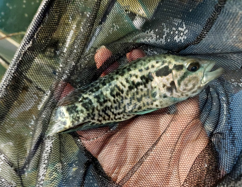 JAGUAR CICHLID 5 to 6