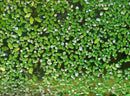 Duckweed (Lemna minor) 500+