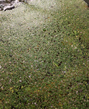 Duckweed (Lemna minor) 500+