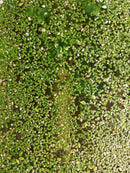 Duckweed (Lemna minor) 500+