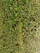 Duckweed (Lemna minor) 500+