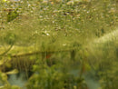 Duckweed (Lemna minor) 500+