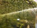 Duckweed (Lemna minor) 500+