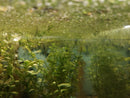 Duckweed (Lemna minor) 500+