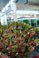 Rotala sp. "Vietnam H'ra" (Rotala rotundifolia 'H'ra') 7 - 8 Steams