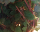 Rotala sp. "Vietnam H'ra" (Rotala rotundifolia 'H'ra') 7 - 8 Steams