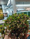 Rotala sp. "Vietnam H'ra" (Rotala rotundifolia 'H'ra') 7 - 8 Steams
