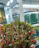Rotala sp. "Vietnam H'ra" (Rotala rotundifolia 'H'ra') 7 - 8 Steams