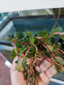 Rotala sp. "Vietnam H'ra" (Rotala rotundifolia 'H'ra') 7 - 8 Steams