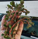 Rotala sp. "Vietnam H'ra" (Rotala rotundifolia 'H'ra') 7 - 8 Steams