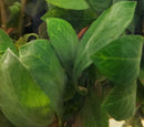 Ludwigia ovalis 6 - 7 Steams (Ludwigia ovalis Miq)