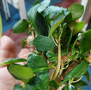 Ludwigia ovalis 6 - 7 Steams (Ludwigia ovalis Miq)