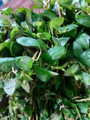 Ludwigia ovalis 6 - 7 Steams (Ludwigia ovalis Miq)