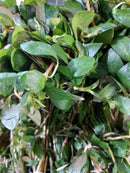 Ludwigia ovalis 6 - 7 Steams (Ludwigia ovalis Miq)