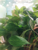Ludwigia ovalis 6 - 7 Steams (Ludwigia ovalis Miq)
