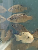 STARRY NIGHT (BLEEKERI) CICHLID  3" TL UNSEXED (Paratilapia Polleni)