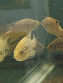 STARRY NIGHT (BLEEKERI) CICHLID  3" TL UNSEXED (Paratilapia Polleni)