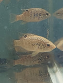 STARRY NIGHT (BLEEKERI) CICHLID  3" TL UNSEXED (Paratilapia Polleni)