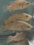 STARRY NIGHT (BLEEKERI) CICHLID  3" TL UNSEXED (Paratilapia Polleni)