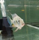 ACARICHTHYS HECKELII 5" to 6"- THREADFIN GEOPHAGUS