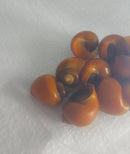 3 PACK GOLDEN MISTERY SNAILS M (Pomacea difussa)