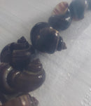 3 PACK PURPLE MISTERY SNAILS M (Pomacea difussa)