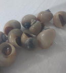 3 PACK IVORY MISTERY SNAILS M (Pomacea difussa)