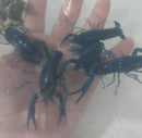 BEAUTIFUL SHARP TURQUOISE BLUE CRAYFISH 2.5 TO 3 INCHES