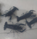 BEAUTIFUL SHARP TURQUOISE BLUE CRAYFISH 2.5 TO 3 INCHES