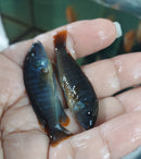 2 RUSTY MBUNA CICHLID 1.5 TO 2" UNSEXED (Iodotropheus sprengerae)