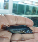 2 RUSTY MBUNA CICHLID 1.5 TO 2" UNSEXED (Iodotropheus sprengerae)