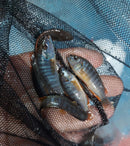 2 RUSTY MBUNA CICHLID 1.5 TO 2" UNSEXED (Iodotropheus sprengerae)