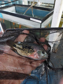 GREAT RED-SPOTTED CICHLID 4" UNSEXED (Vieja bifasciata) (Copy)