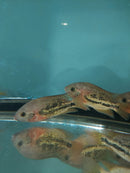 GREAT RED-SPOTTED CICHLID 4" UNSEXED (Vieja bifasciata) (Copy)