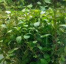 Ludwigia Red Repens 6 - 7 Steams (Ludwigia repens)