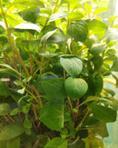 Ludwigia Red Repens 6 - 7 Steams (Ludwigia repens)