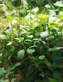 Ludwigia Red Repens 6 - 7 Steams (Ludwigia repens)