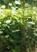 Ludwigia Red Repens 6 - 7 Steams (Ludwigia repens)