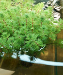 Dwarf Red Stem Parrot Feather 6 - 7 Steams (Myriophyllum aquaticum)