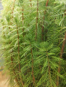 Dwarf Red Stem Parrot Feather 6 - 7 Steams (Myriophyllum aquaticum)