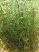 Dwarf Red Stem Parrot Feather 6 - 7 Steams (Myriophyllum aquaticum)