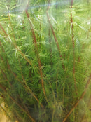 Dwarf Red Stem Parrot Feather 6 - 7 Steams (Myriophyllum aquaticum)