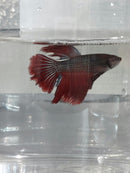 BETTA HALFMOON BICOLOR MALE ( Betta splendens)