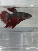 BETTA HALFMOON BICOLOR MALE ( Betta splendens)