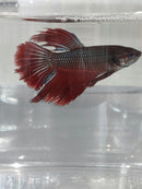 BETTA HALFMOON BICOLOR MALE ( Betta splendens)