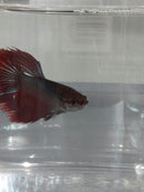 BETTA HALFMOON BICOLOR MALE ( Betta splendens)