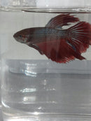 BETTA HALFMOON BICOLOR MALE ( Betta splendens)