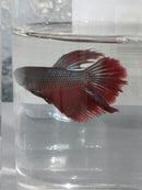 BETTA HALFMOON BICOLOR MALE ( Betta splendens)