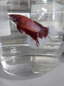 BETTA HALFMOON BICOLOR MALE ( Betta splendens)